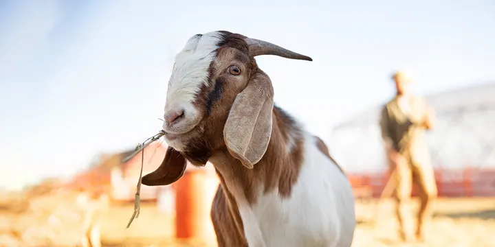 Eid-Al-Adha-in-Qatar-2025