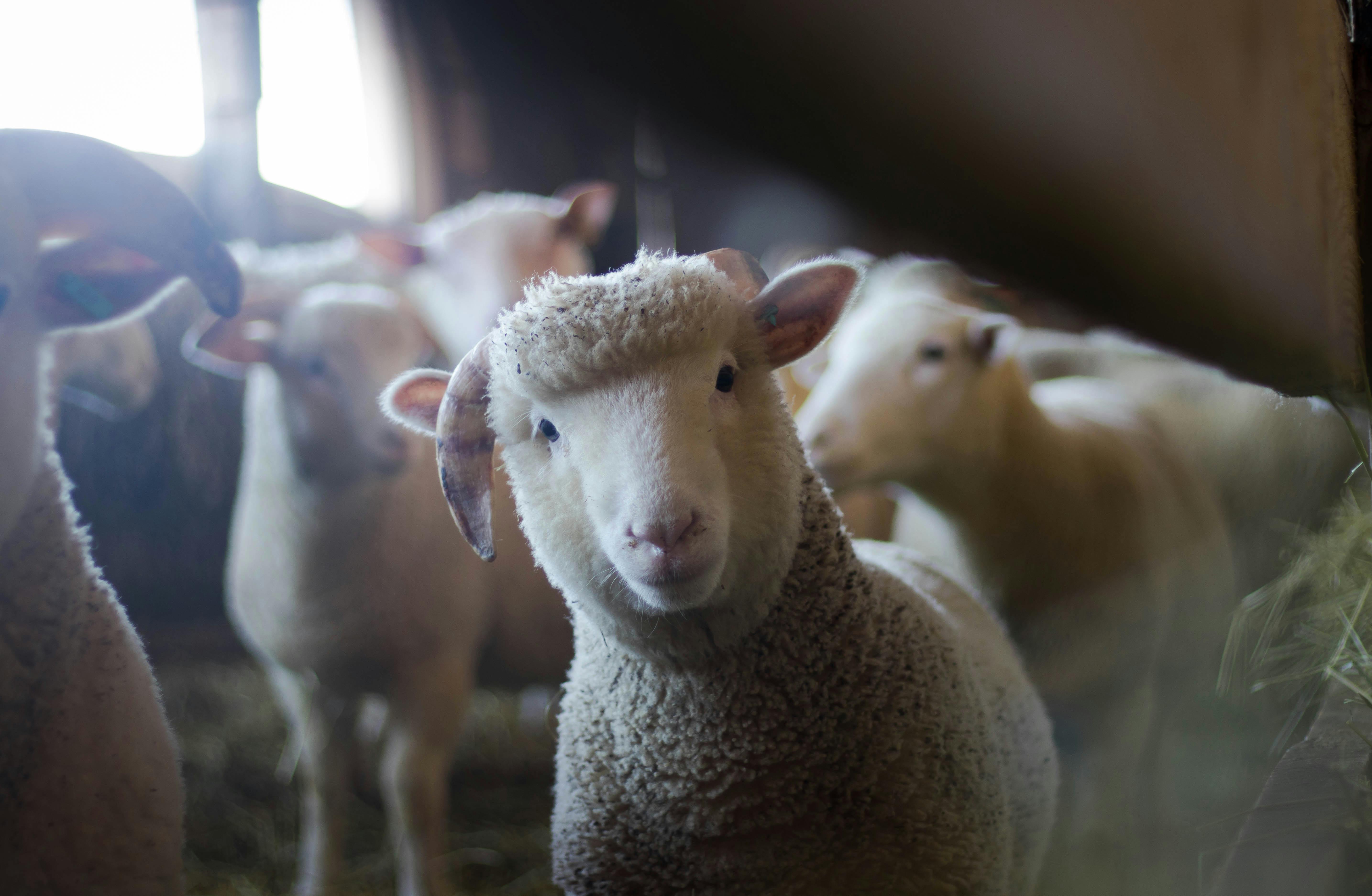 Qurbani-Prices-in-UAE-2025