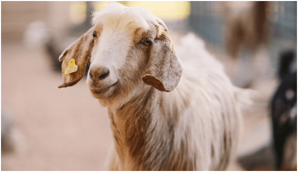 Qurbani-Prices-in-UAE-2025