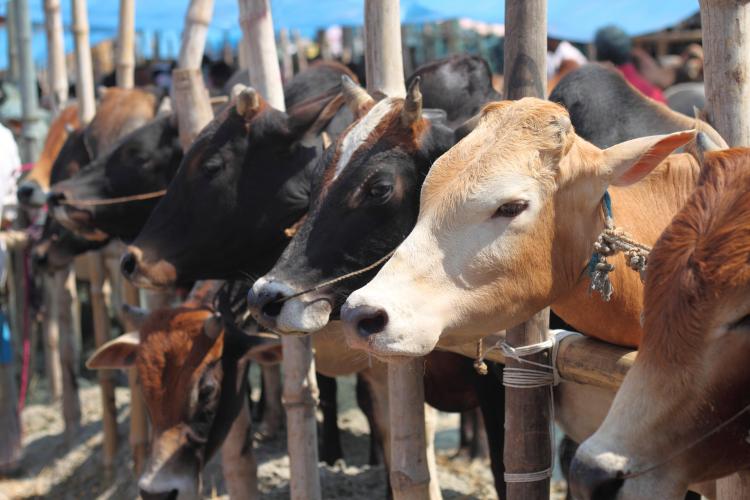 Udhiya-(Qurbani)-in-UAE-guide