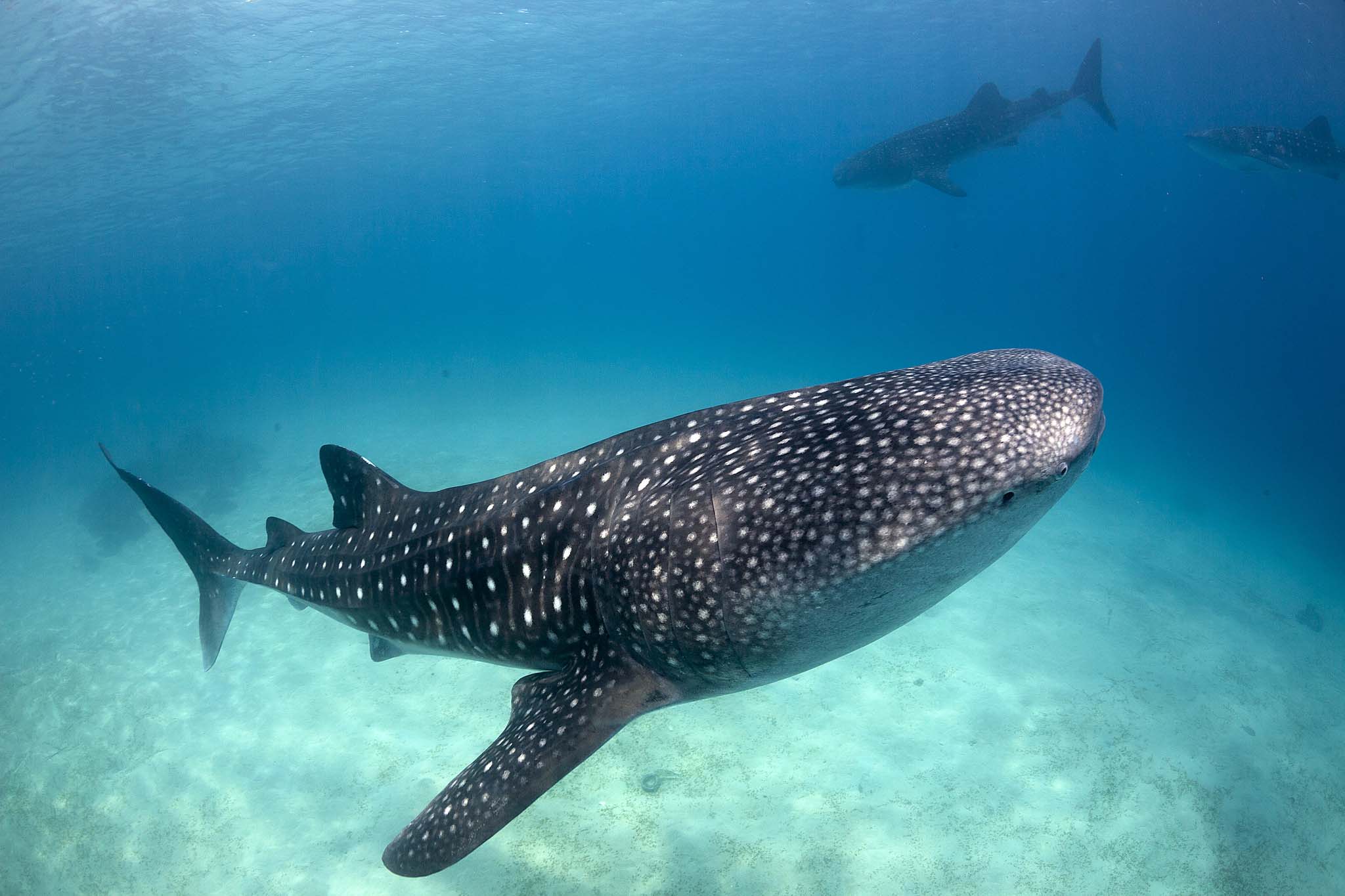 Whale-Shark-in-Qatar-Tour-Guide