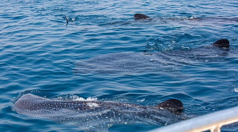 when-to-see-whale-shark-in-qatar