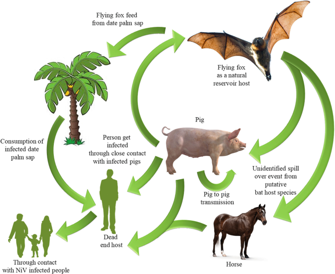 how-nipah-virus-spread-UAE-alert
