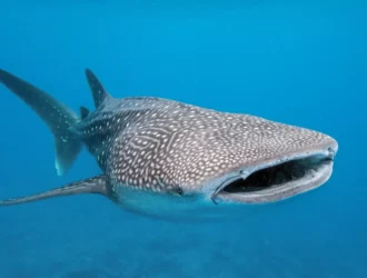 see-whale-sharks-in-qatar