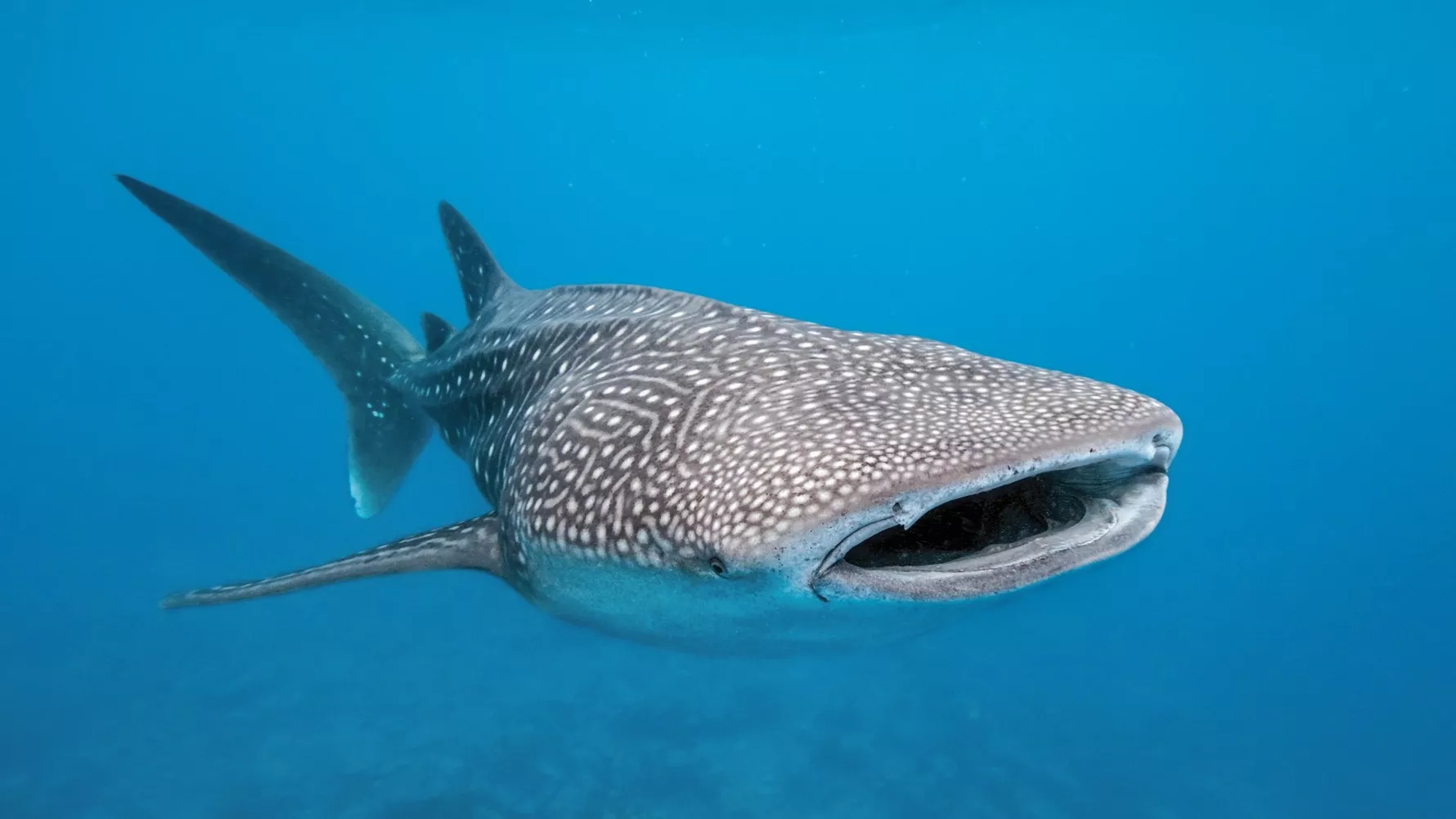 see-whale-sharks-in-qatar