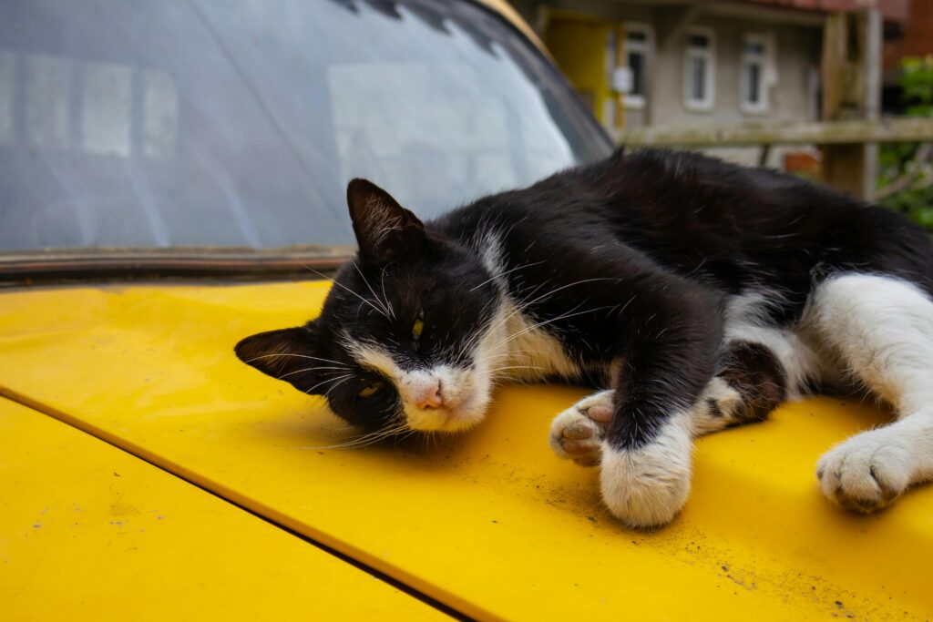 travel-with-pets-pet-friendly-middle-eastern-cities