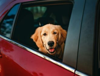 pet-friendly-middle-eastern-cities