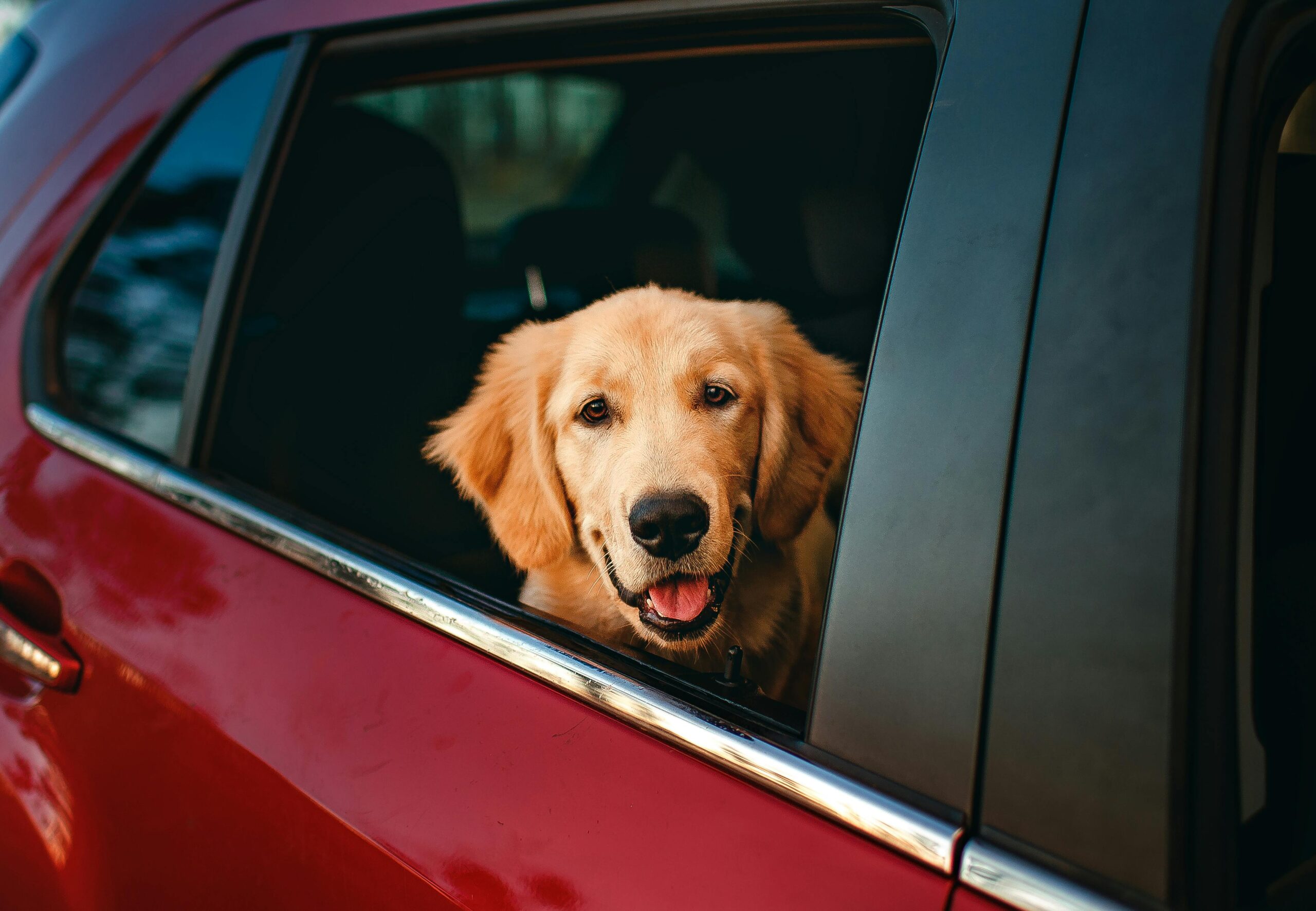 pet-friendly-middle-eastern-cities