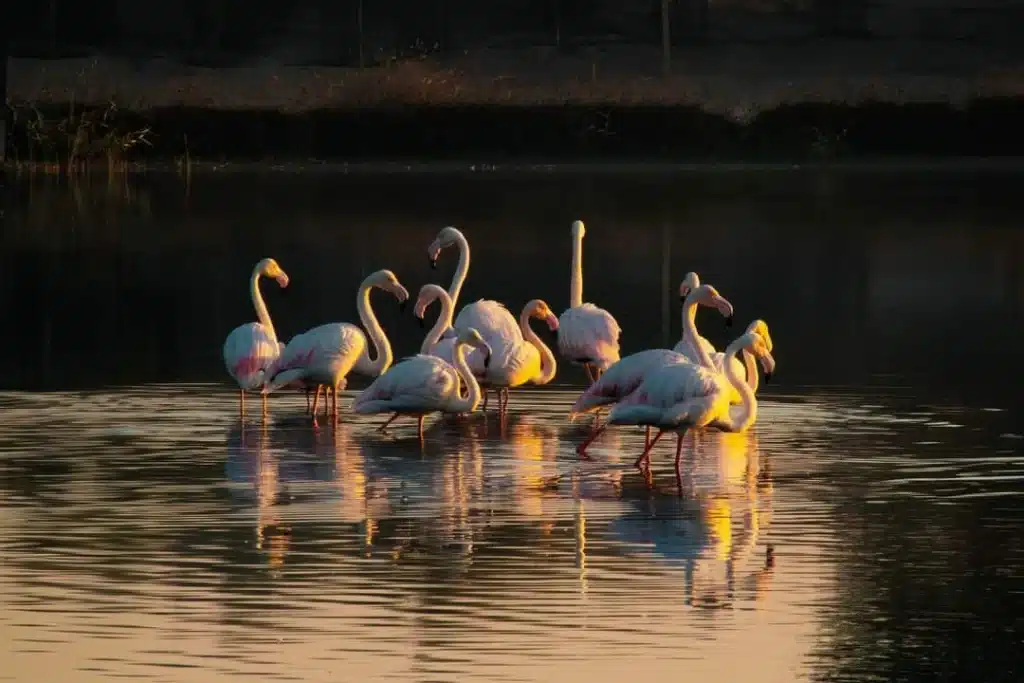 flamingo-lake-hidden-gems-in-uae
