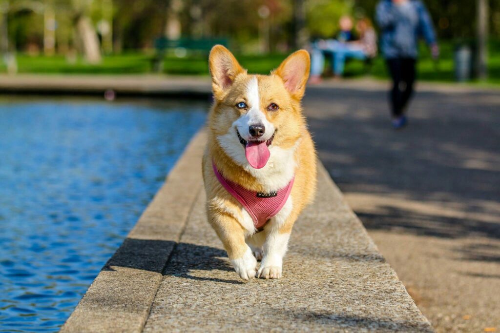 uae-pet-laws-fines-guide