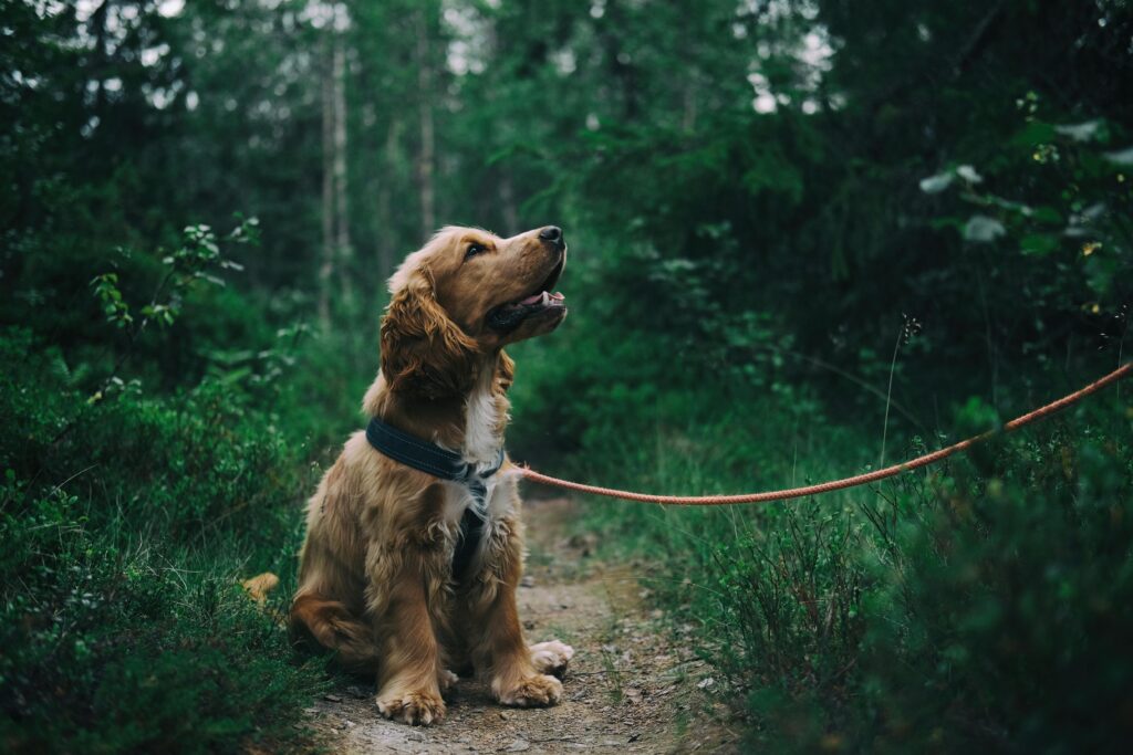uae-pet-laws-registration