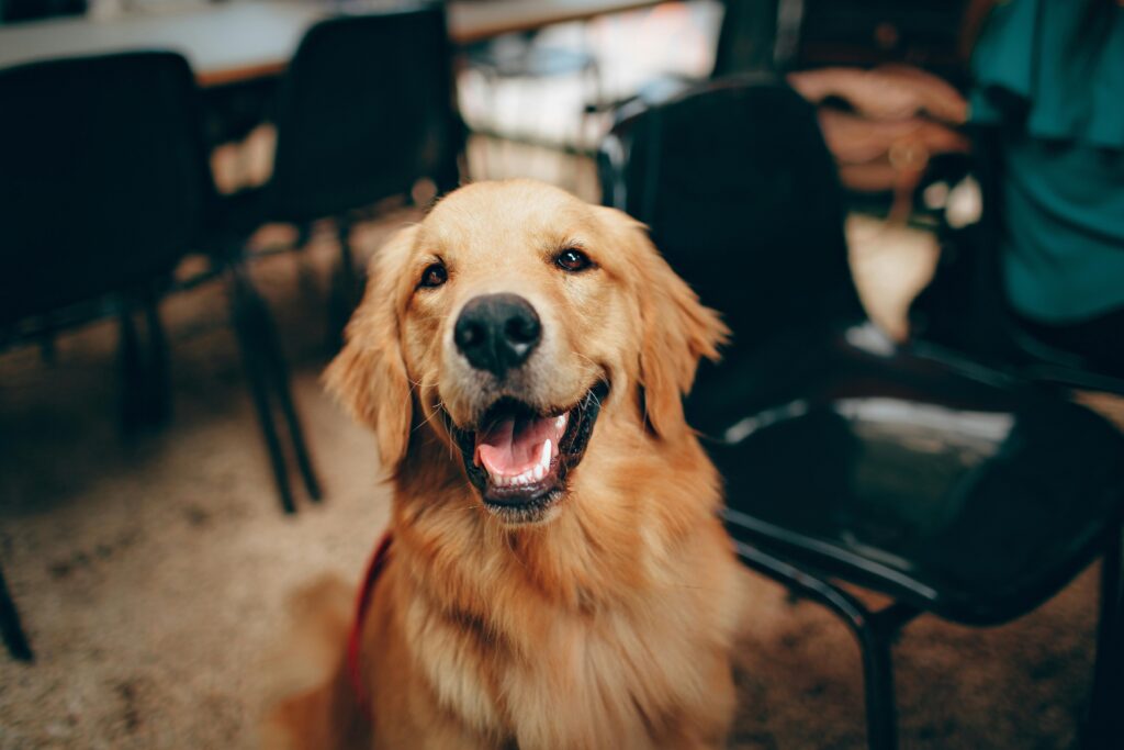 uae-pet-laws-guide-by-marhabein